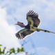 A helmeted hornbill